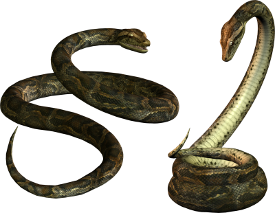 Two Side By Side Anaconda Transparent Image PNG Images