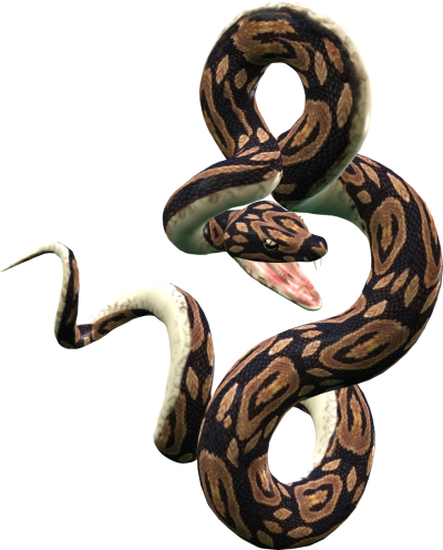 Download Anaconda Lithe Transparent, Hissing Sound, Scary PNG Images