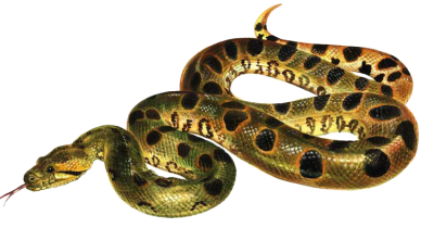 Green And Yellow Anaconda Png HD Photo PNG Images