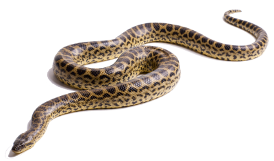 Giant Anaconda Patterned Brown PNG, Long, Big, Bold, Sly PNG Images