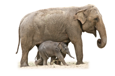 Big Elephant And Baby Elephant Animal Transparent Photo PNG Images