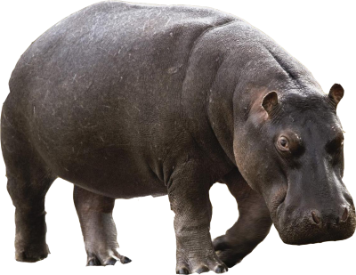 Hippo Animal Download Picture Clipart PNG Images