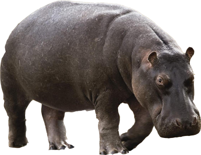 Download ANIMAL Free PNG transparent image and clipart Download ANIMAL Free PNG transparent image and clipart