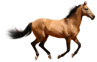 Brown Animal Horse Running Photo Download PNG Images