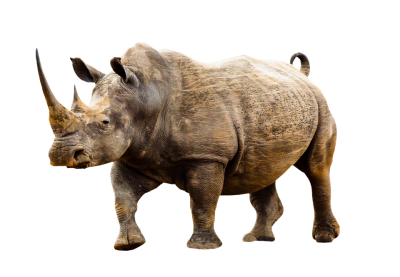 Brown Rhino Animal Photo Png PNG Images