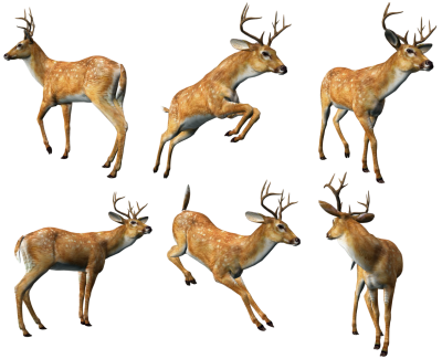 Moose Movements PNG Animal Picture PNG Images