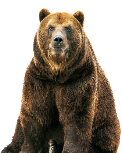 Animal Bear Transparent Download PNG Images