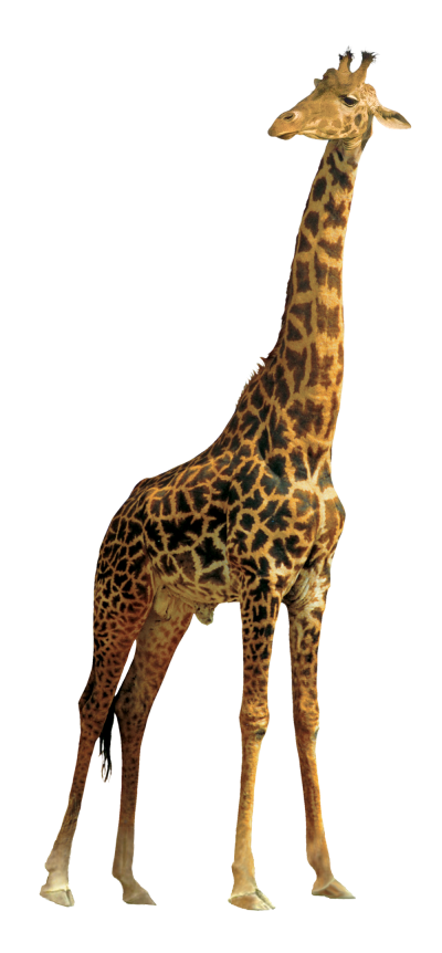 Giraffe Animal HD Transparent PNG Images