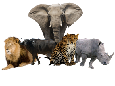 Wild Animals images Transparent PNG Images