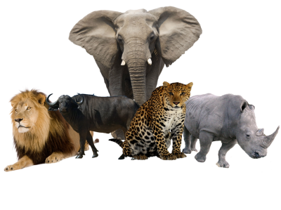 Wild Animals Images Transparent PNG Images