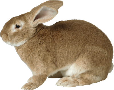 Brown Side View Rabbit Animal Png PNG Images