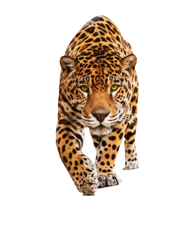 Animal Walking Tiger HD Transparent Download PNG Images