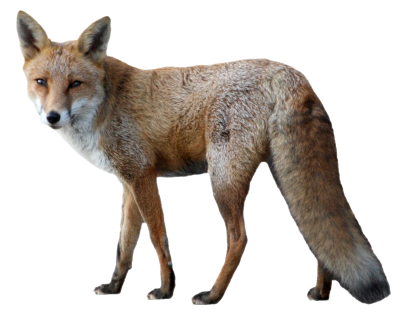 Animal Fox Looking Picture Behind PNG PNG Images