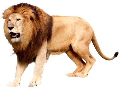 Angry Lion King Png Animal Image HD PNG Images