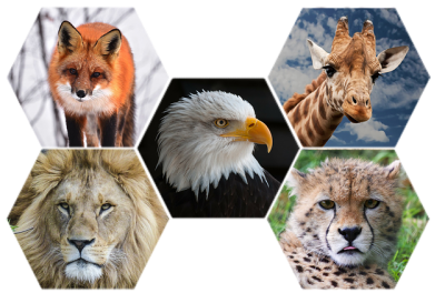 Five Collage Of Animal Pictures Clipart , Eagle, Wolf, Tiger, Lion, Giraffe PNG Images