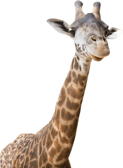 Transparent Giraffe Animal images PNG Images