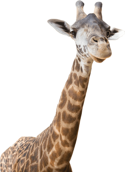 Transparent Giraffe Animal Images PNG Images