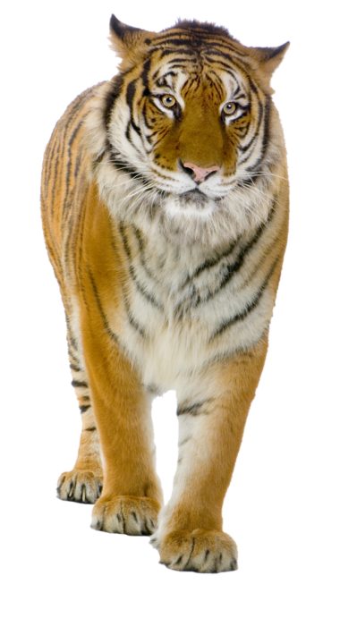 Animal Walking Tiger Transparent PNG Picture PNG Images
