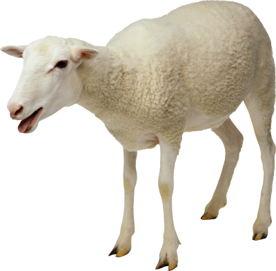 Animal White Sheep Png Image, Sacrifice PNG Images