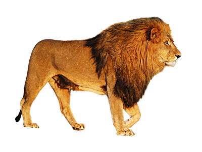 Big Tiger Animal Walking Photo HD Png PNG Images