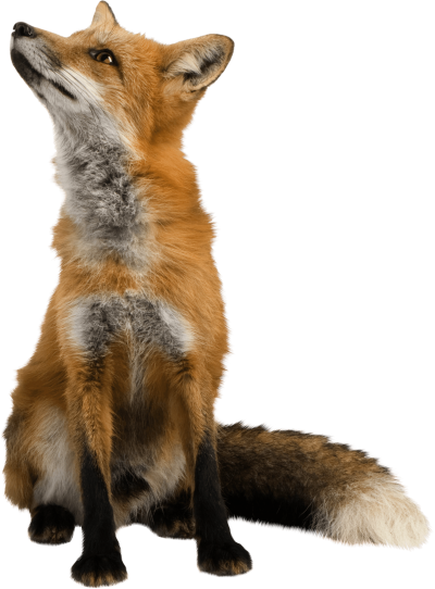 Fox Animal Png Staring into Air Photos PNG Images
