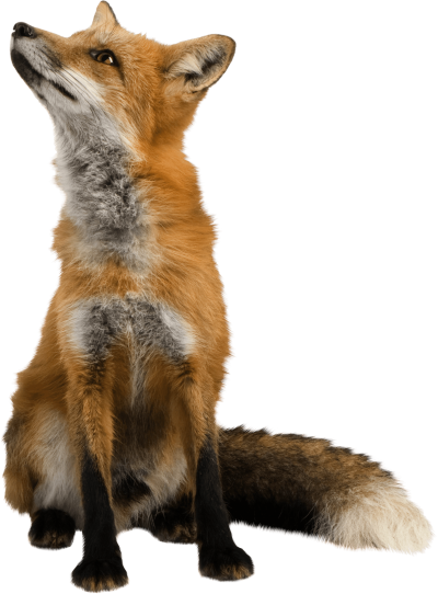 Fox Animal Png Staring Into Air Photos PNG Images