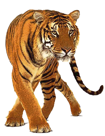 Animal Tiger With One Foot Forward Download Background PNG Images