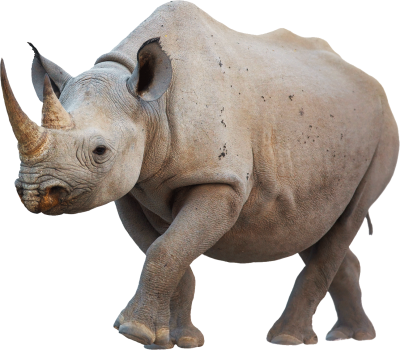 Walking Rhino Animal Png Transparent PNG Images