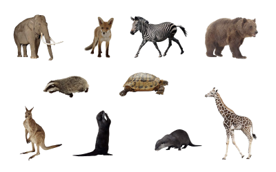Wallpaper Background Images Animals PNG Images