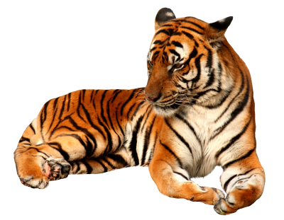 Lion Animal Lying On Ground Pictures PNG Images