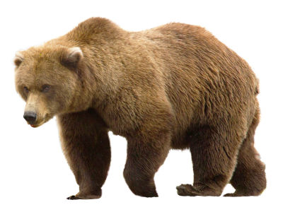 Brown Bear Animal Walking HD PNG Images