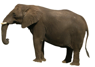 Elephant PNG Animal HD Photo PNG Images