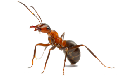 Atta Ants, Leaf, Cut, Front, Picture PNG Images