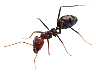 Per PNG Red Ant, Antenna, Art, Creation PNG Images