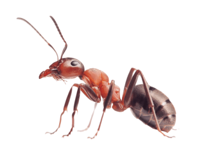 Ants Harvest Hd PNG Images