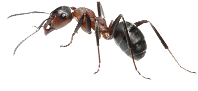 Photo Of Weaver Ant PNG Images