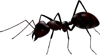 Download Black Ant PNG Images