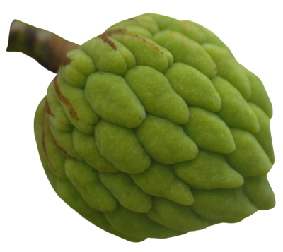 Custard Apple Fruit Picture PNG Images