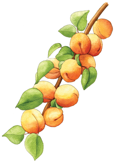 Apricot Clipart, Branch, Tree, Leaves Apricot PNG Images