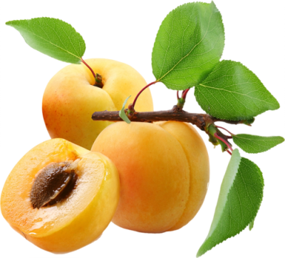 Tree Of Apricot Twig Transparent PNG Images