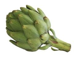 Artichokes Thistle Fruit Kohlrabi PNG Images