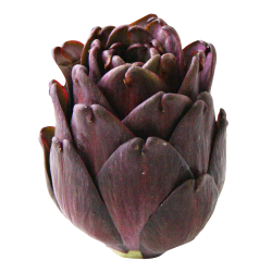 Artichokes Purple Clipart HD PNG Images