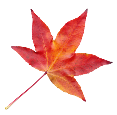 fall leaf clipart no background