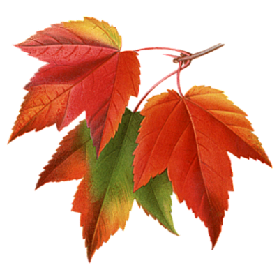 fall leaf clipart no background