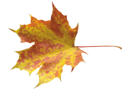 Autumn Leaves Transparent Background PNG Images