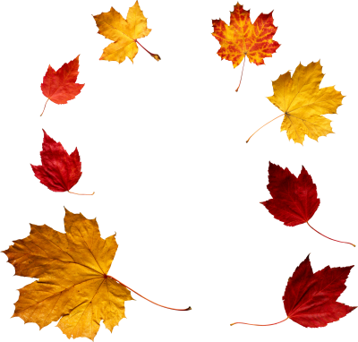 fall leaf clipart no background