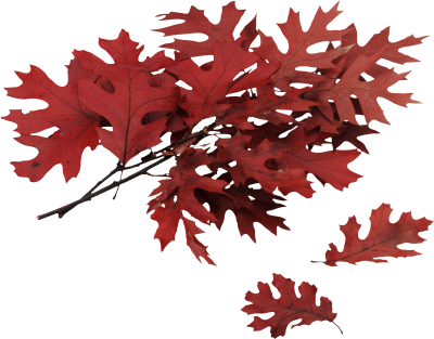 Leaf, Autumn, Spring, Winter, Seasons, Leaf, Pictures PNG Images