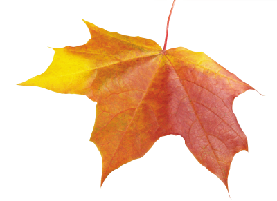 Leaf, Autumn, Spring, Winter, Seasons, Leaf, Png PNG Images