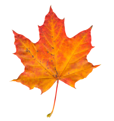 Autumn PNG Vector Images with Transparent background - TransparentPNG