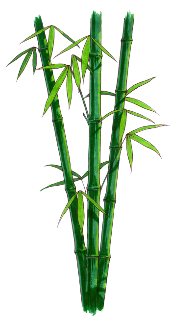 Decorative Bamboo Tree Transparent PNG Images